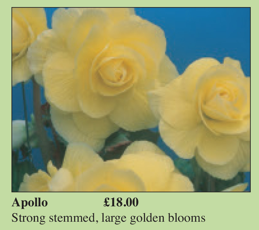 B. ‘Apollo’